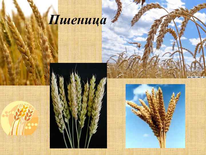Пшеница 