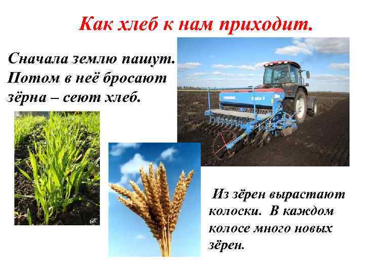 Как хлеб к нам приходит. Сначала землю пашут. Потом в неё бросают зёрна –