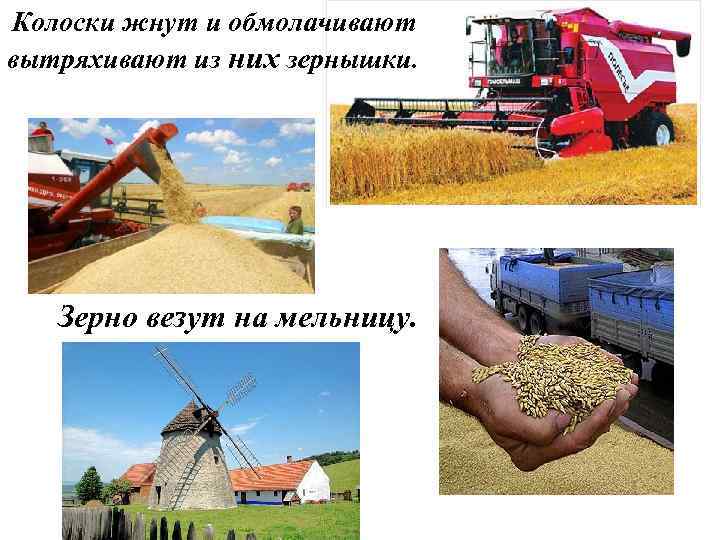 Колоски жнут и обмолачивают вытряхивают из них зернышки. Зерно везут на мельницу. 