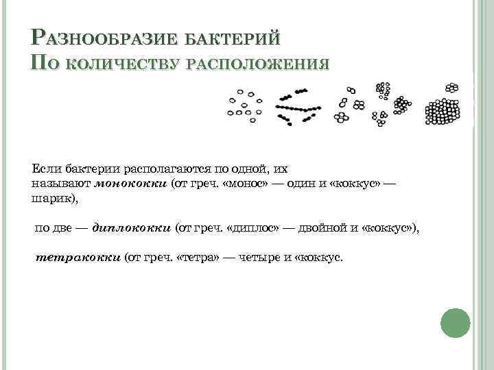 РАЗНООБРАЗИЕ БАКТЕРИЙ ПО КОЛИЧЕСТВУ РАСПОЛОЖЕНИЯ Если бактерии располагаются по одной, их называют монококки (от