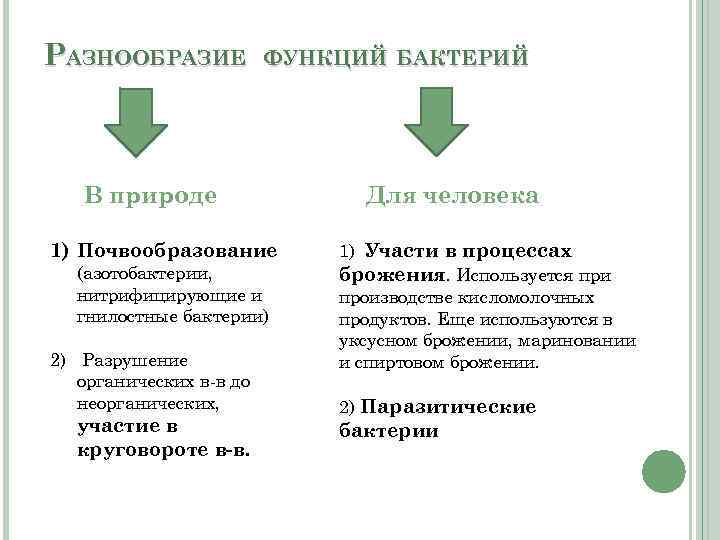 РАЗНООБРАЗИЕ ФУНКЦИЙ БАКТЕРИЙ В природе 1) Почвообразование (азотобактерии, нитрифицирующие и гнилостные бактерии) 2) Разрушение