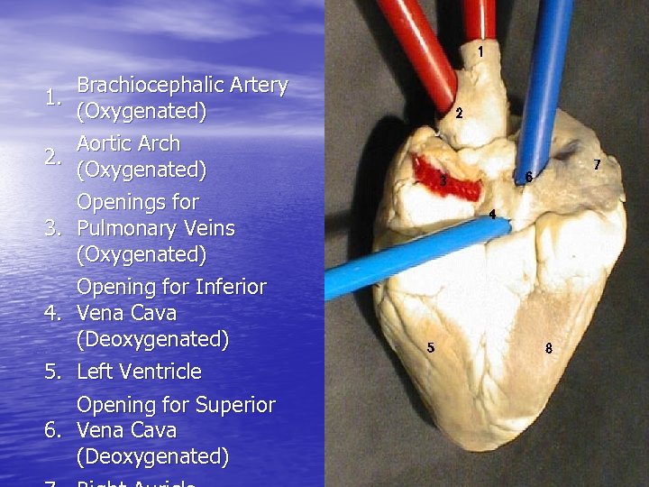 1. 2. 3. 4. 5. Brachiocephalic Artery (Oxygenated) Aortic Arch (Oxygenated) Openings for Pulmonary