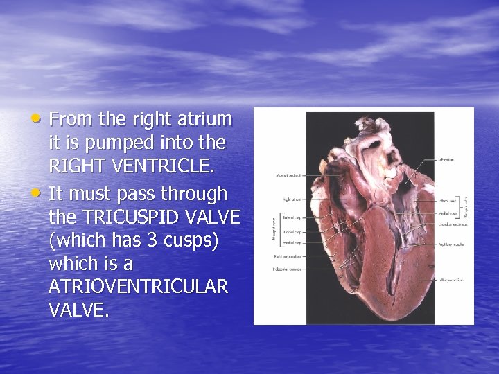  • From the right atrium • it is pumped into the RIGHT VENTRICLE.
