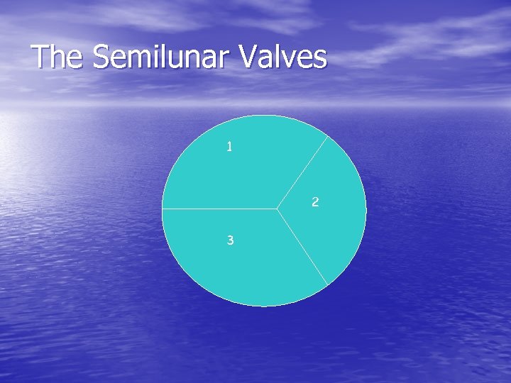 The Semilunar Valves 1 2 3 