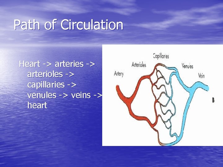Path of Circulation Heart -> arteries -> arterioles -> capillaries -> venules -> veins