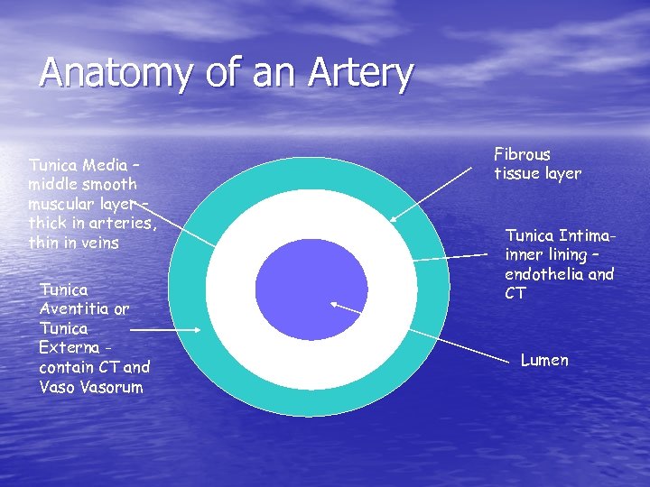 Anatomy of an Artery Tunica Media – middle smooth muscular layer – thick in
