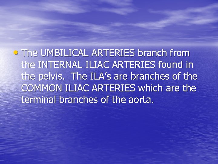  • The UMBILICAL ARTERIES branch from the INTERNAL ILIAC ARTERIES found in the