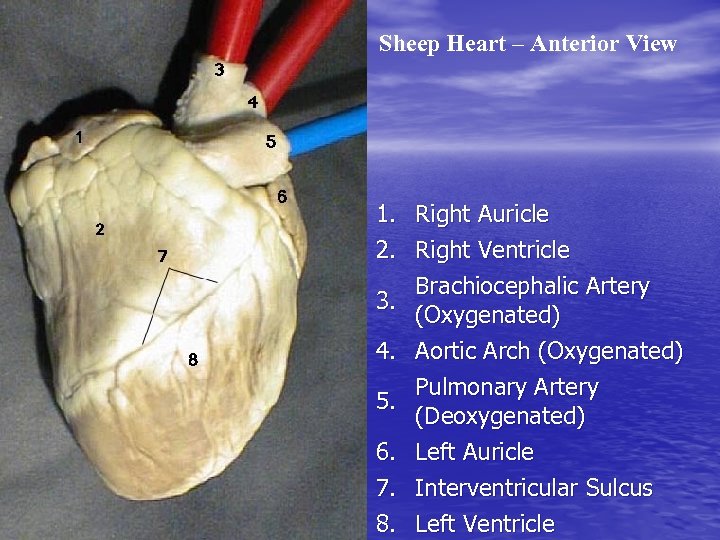Sheep Heart – Anterior View 1. Right Auricle 2. Right Ventricle Brachiocephalic Artery 3.
