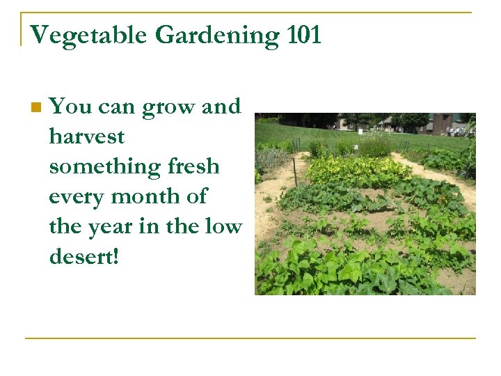 Vegetable Gardening 101 n You can grow and