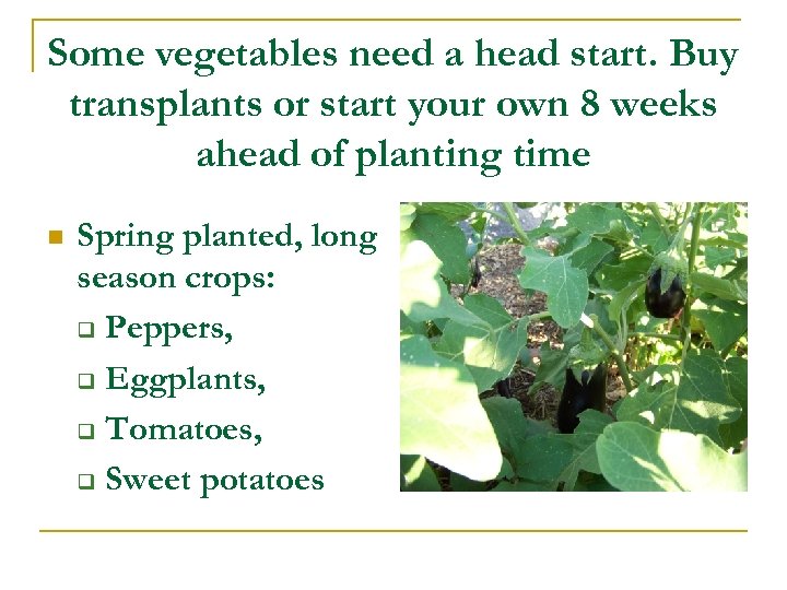 Some vegetables need a head start. Buy transplants or start your own 8 weeks