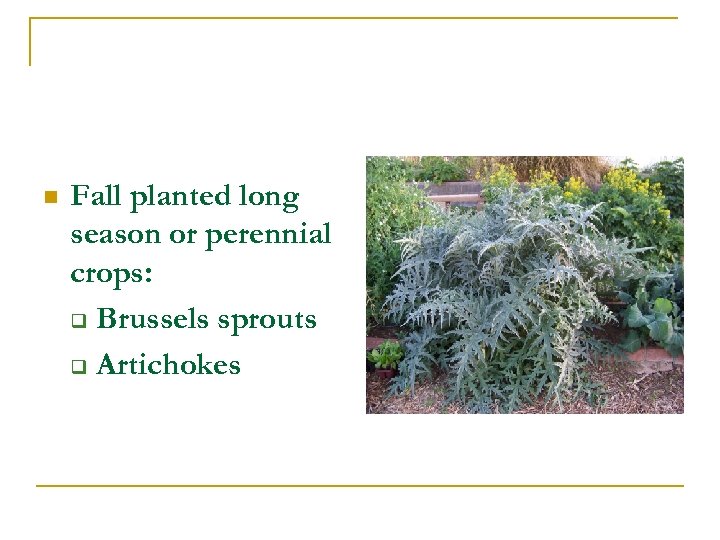 n Fall planted long season or perennial crops: q Brussels sprouts q Artichokes 