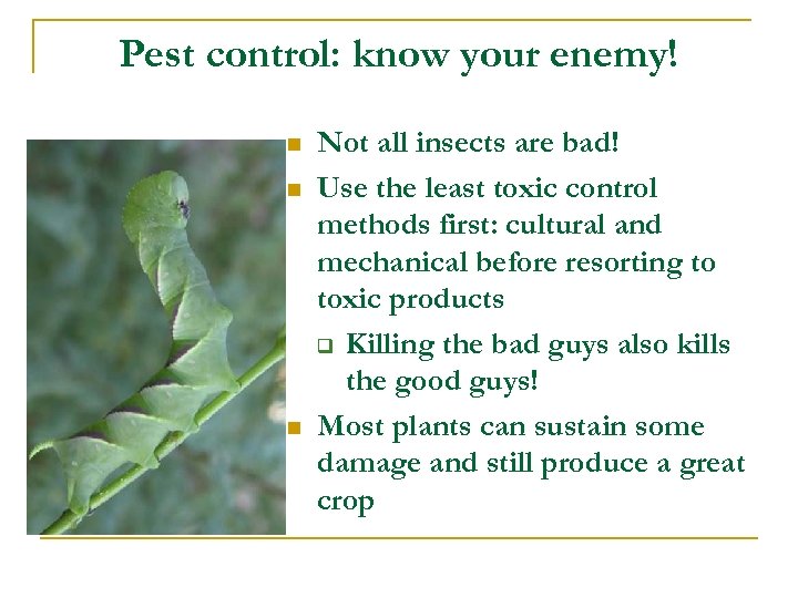 Pest control: know your enemy! n n n Not all insects are bad! Use