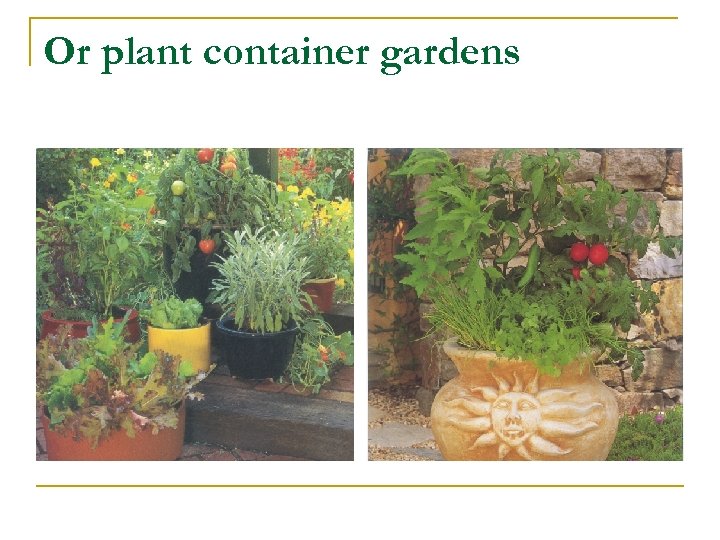 Or plant container gardens 