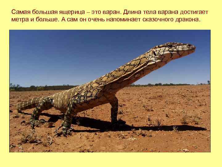 Самая большая ящерица – это варан. Длина тела варана достигает метра и больше. А