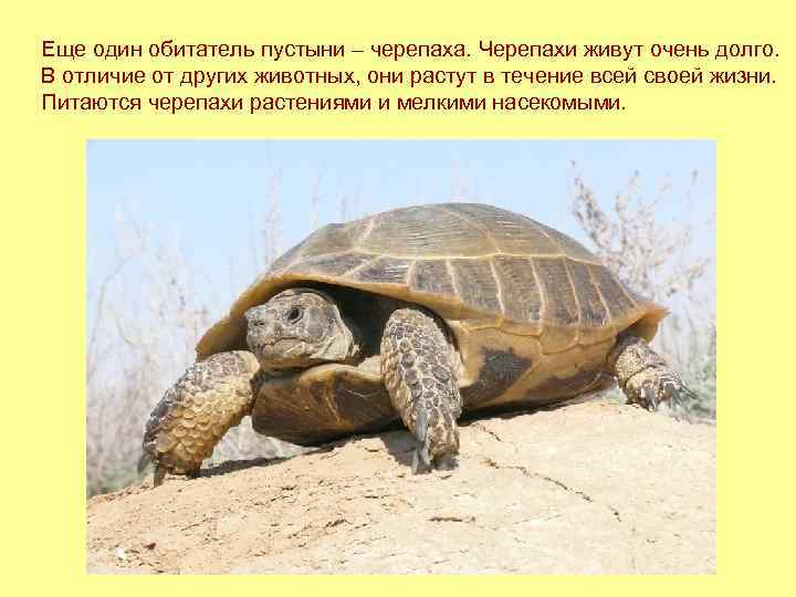 Еще один обитатель пустыни – черепаха. Черепахи живут очень долго. В отличие от других