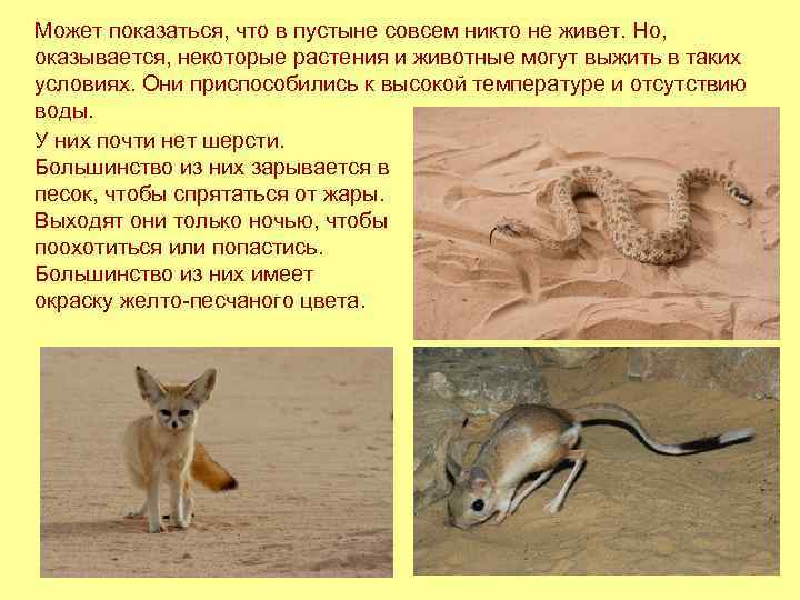 Может показаться, что в пустыне совсем никто не живет. Но, оказывается, некоторые растения и
