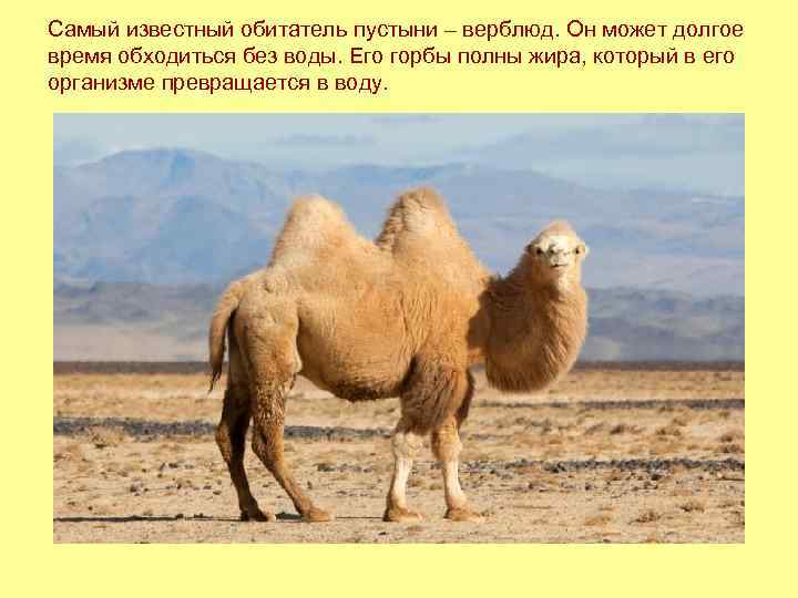 Самый известный обитатель пустыни – верблюд. Он может долгое время обходиться без воды. Его