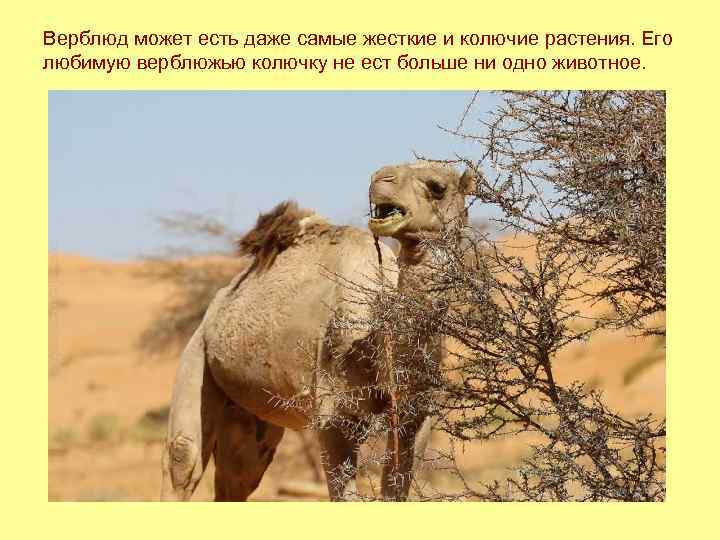 Верблюд может есть даже самые жесткие и колючие растения. Его любимую верблюжью колючку не