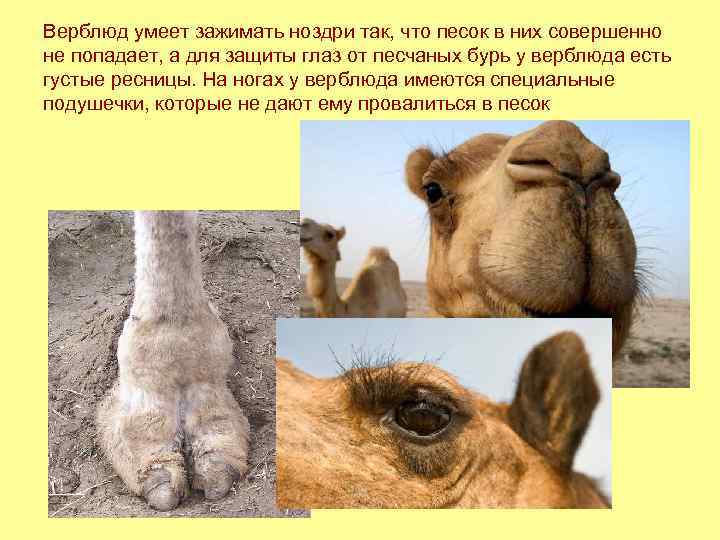 Верблюд умеет зажимать ноздри так, что песок в них совершенно не попадает, а для