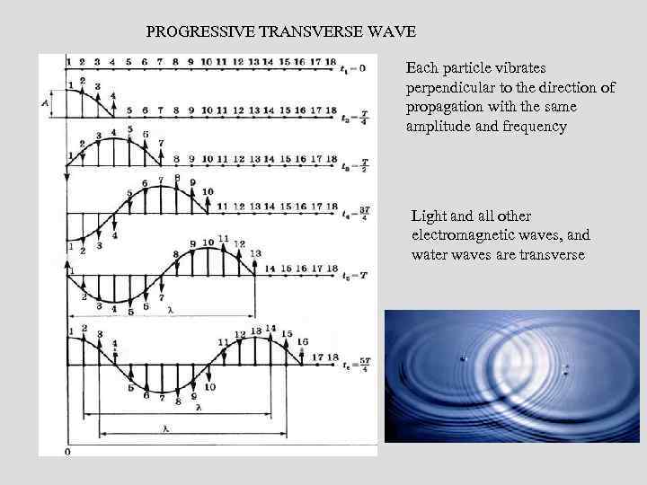 PROGRESSIVE TRANSVERSE WAVE Each particle vibrates perpendicular to the direction of propagation with the