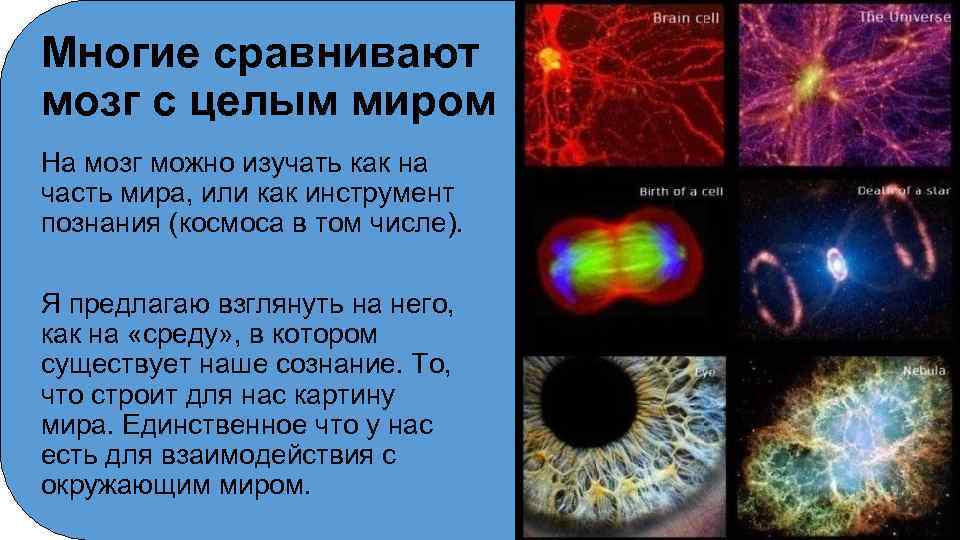 Многие сравнивают мозг с целым миром На мозг можно изучать как на часть мира,