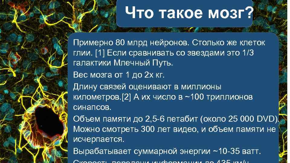 Что такое мозг? Примерно 80 млрд нейронов. Столько же клеток глии. [1] Если сравнивать