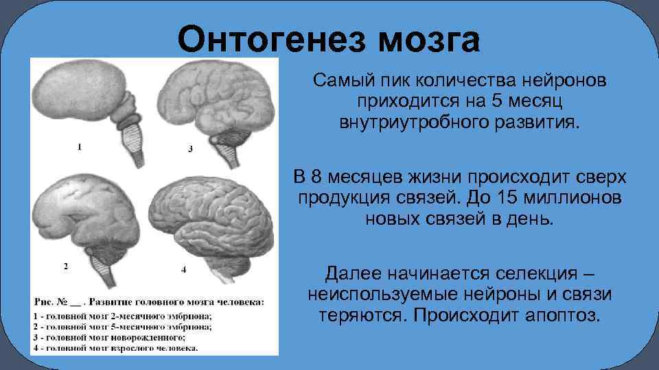 Возрастные изменения мозга. 12. Закономерности созревания структур мозга в онтогенезе.. Этапы формирования мозга ребенка. Онтогенез головного мозга. Созревание коры головного мозга.