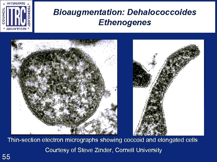 Bioaugmentation: Dehalococcoides Ethenogenes Thin-section electron micrographs showing coccoid and elongated cells 55 Courtesy of