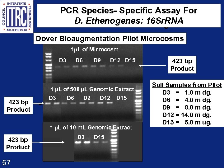 PCR Species- Specific Assay For D. Ethenogenes: 16 Sr. RNA Dehalococcoides ethenogenes Dover Bioaugmentation