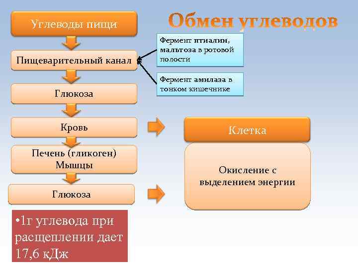 Углеводы пищи Пищеварительный канал Глюкоза Кровь Печень (гликоген) Мышцы Глюкоза • 1 г углевода