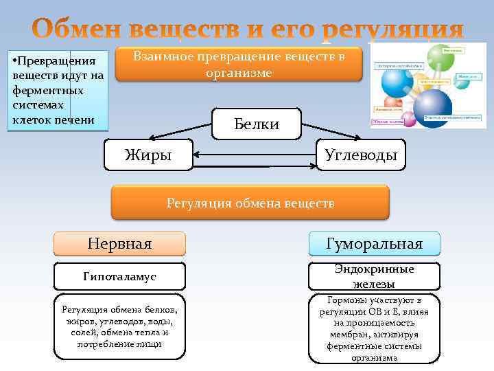  • Превращения веществ идут на ферментных системах клеток печени Взаимное превращение веществ в