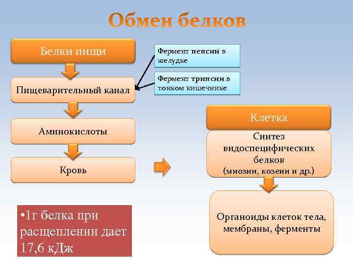 Белки пищи Пищеварительный канал Фермент пепсин в желудке Фермент трипсин в тонком кишечнике Клетка