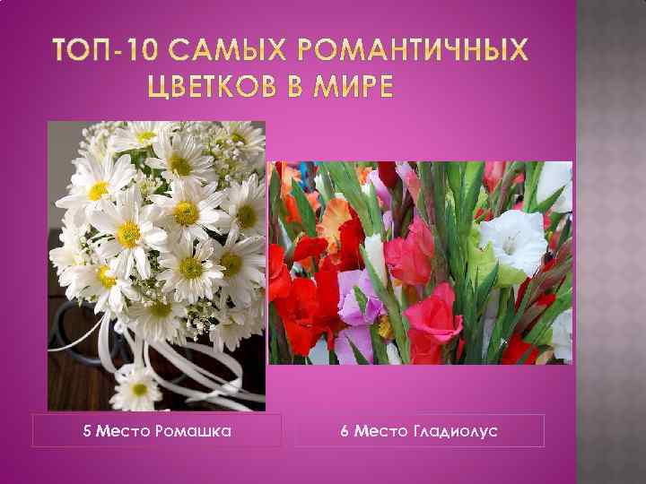 5 Место Ромашка 6 Место Гладиолус 