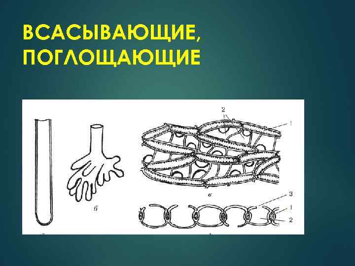 ВСАСЫВАЮЩИЕ, ПОГЛОЩАЮЩИЕ 