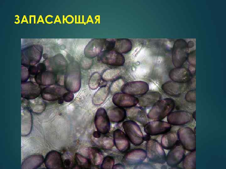 ЗАПАСАЮЩАЯ 