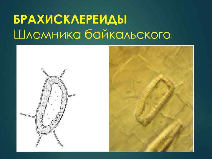 БРАХИСКЛЕРЕИДЫ Шлемника байкальского 