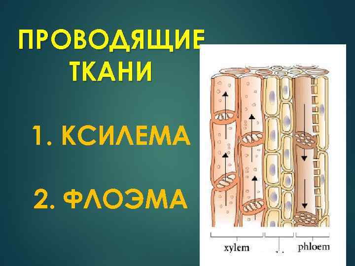 ПРОВОДЯЩИЕ ТКАНИ 1. КСИЛЕМА 2. ФЛОЭМА 