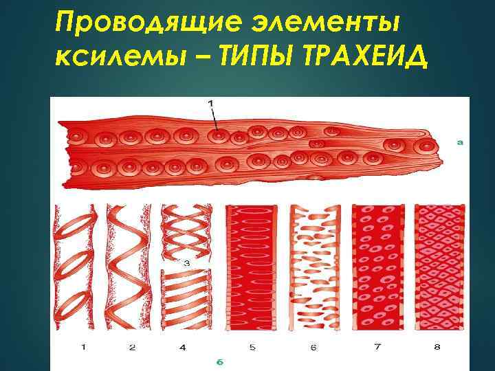 На представленном ниже рисунке зафиксированы сосуды и трахеиды ткани участвующей в важном процессе