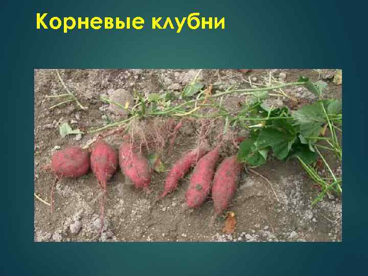 Корневая система помидор глубина и расположение фото и описание