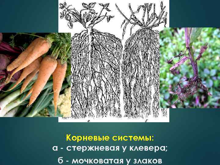 К какому классу относят растение корневая система которого показана на рисунке 1 сфагновые мхи