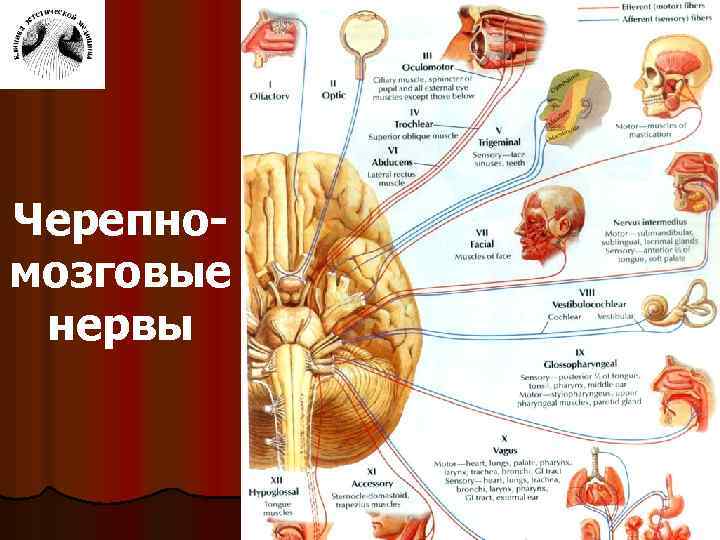 Черепномозговые нервы 