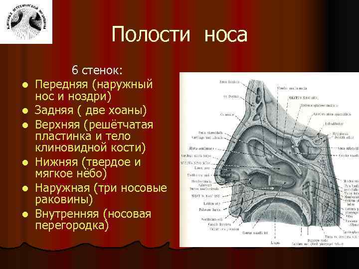 Строение носовой полости человека и функции. Полость носа строение хоаны. Хоаны носа анатомия. Наружная стенка полости носа.