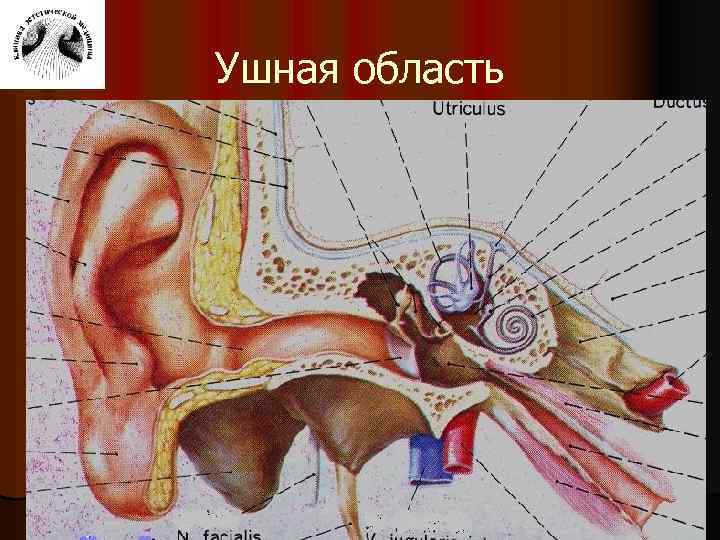 Ушная область 