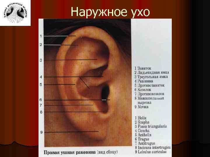 Наружное ухо 