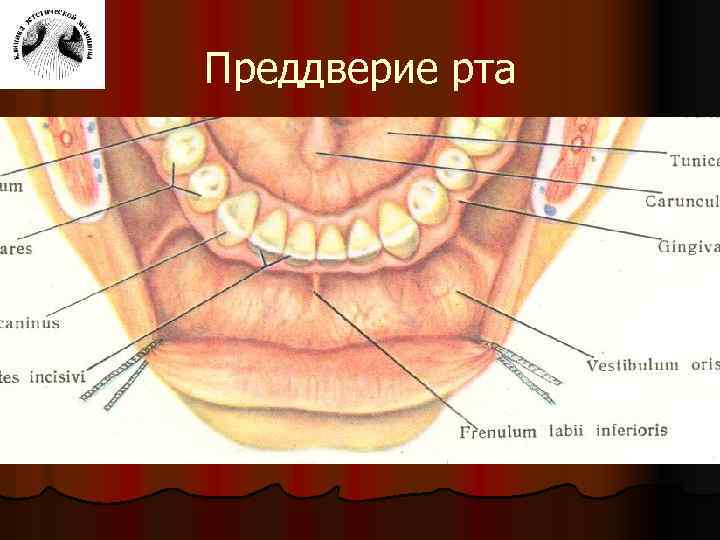 Преддверие полости. Преддверие полости рта. Слизистая оболочка преддверия рта. Строение преддверия рта. Слизистая предверия РТО.