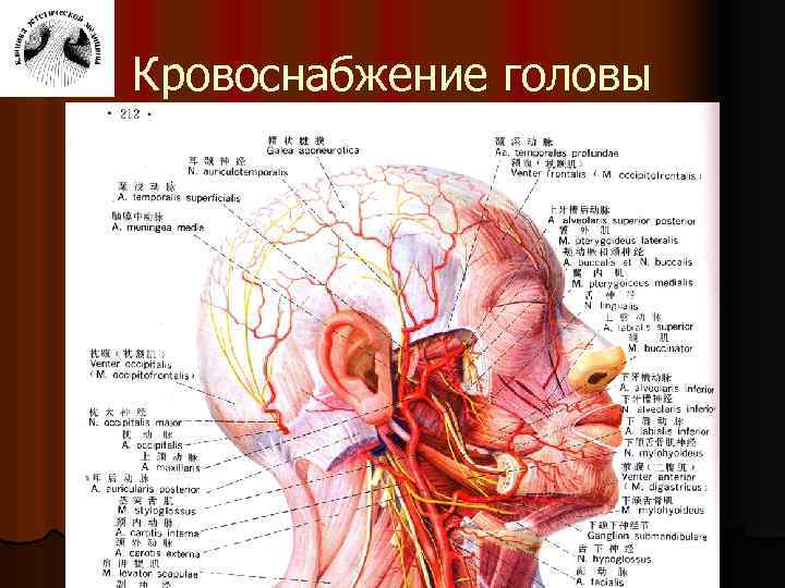Реферат: Артерии головы и шеи. Артериальные анастомоза