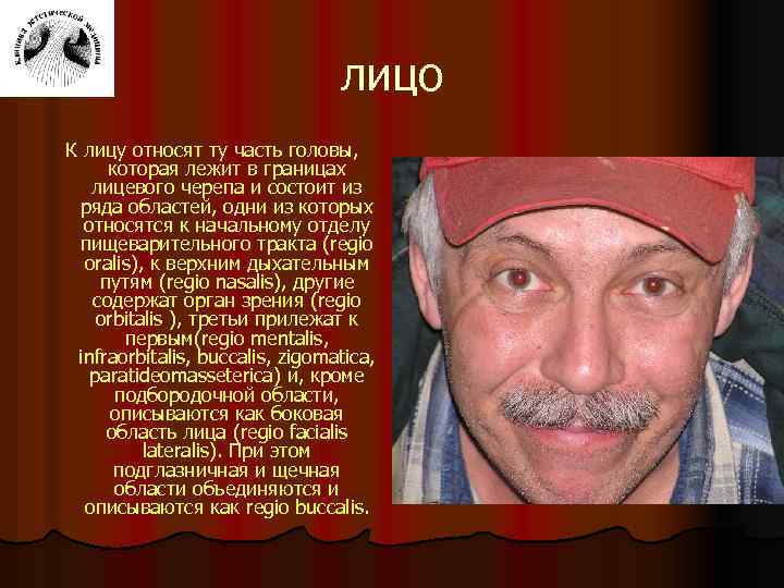 лицо К лицу относят ту часть головы, которая лежит в границах лицевого черепа и