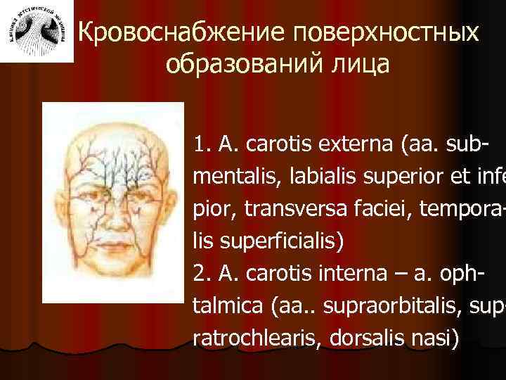 Кровоснабжение поверхностных образований лица 1. A. carotis externa (aa. submentalis, labialis superior et infe