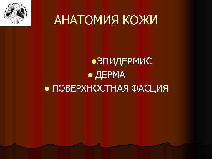 АНАТОМИЯ КОЖИ l. ЭПИДЕРМИС l ДЕРМА l ПОВЕРХНОСТНАЯ ФАСЦИЯ 