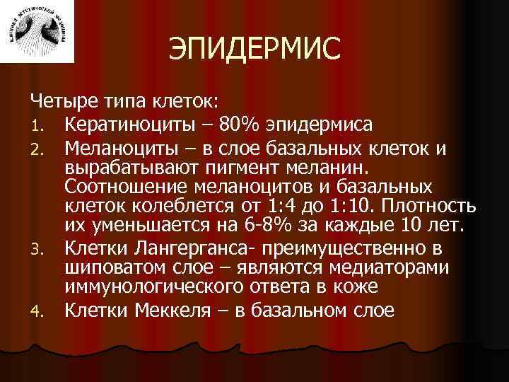 ЭПИДЕРМИС Четыре типа клеток: 1. Кератиноциты – 80% эпидермиса 2. Меланоциты – в слое